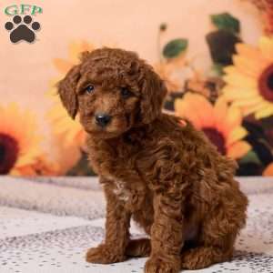 Conner, Miniature Poodle Puppy